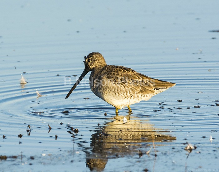 Long-billed Dowitcher