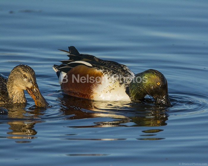 Northern Shovelers feeding