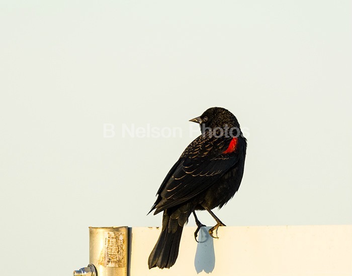 Red winged Blackbird