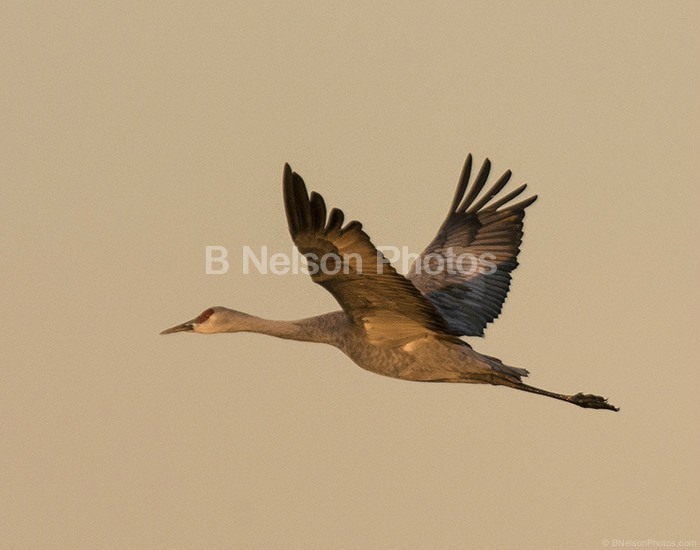 Sandhill Crane in flight early morning 5