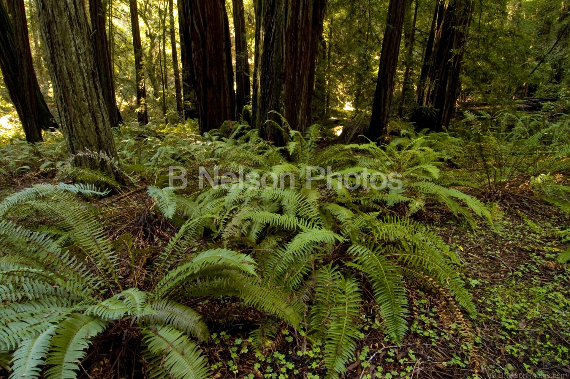 Ferns on Forest Floor