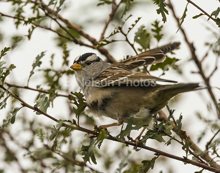 White Crowned Sparrow Jack