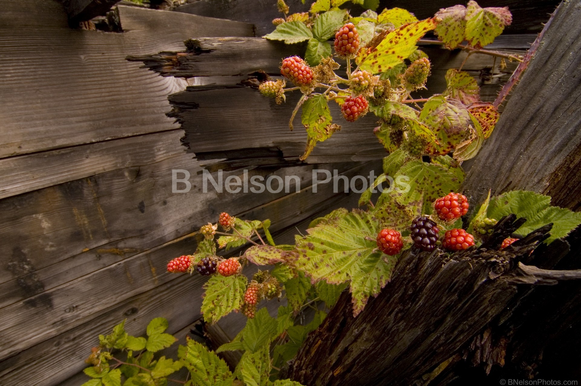 Wild Berries