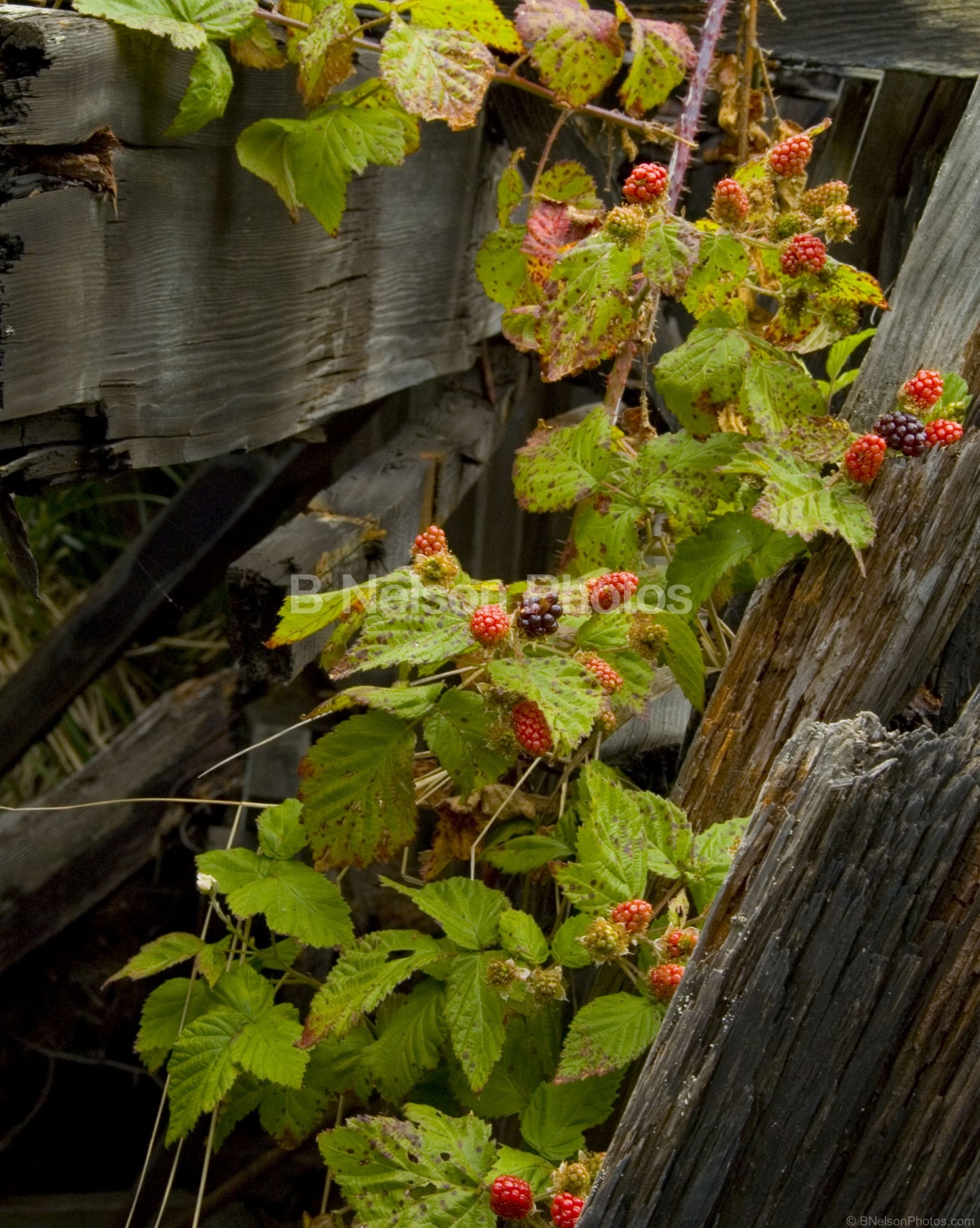 Ship Grown Wild Berries