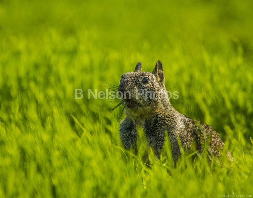 Hungry Squirrel