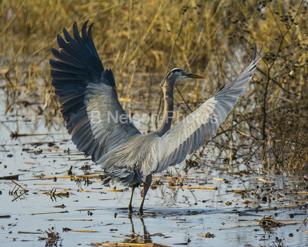 Great Blue Heron wingspread