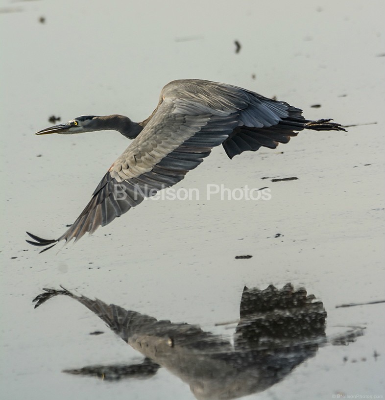 Great Blue Heron in flight