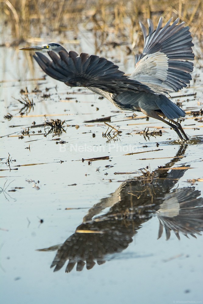 Great Blue Heron taking flight