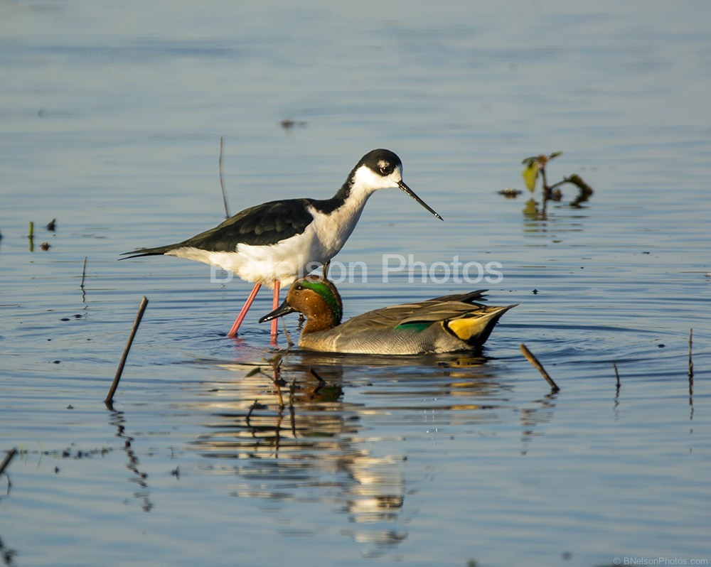 Green Winged Teal and Stilt