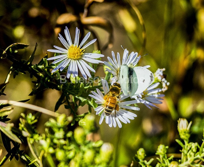 Butterfly and Bee