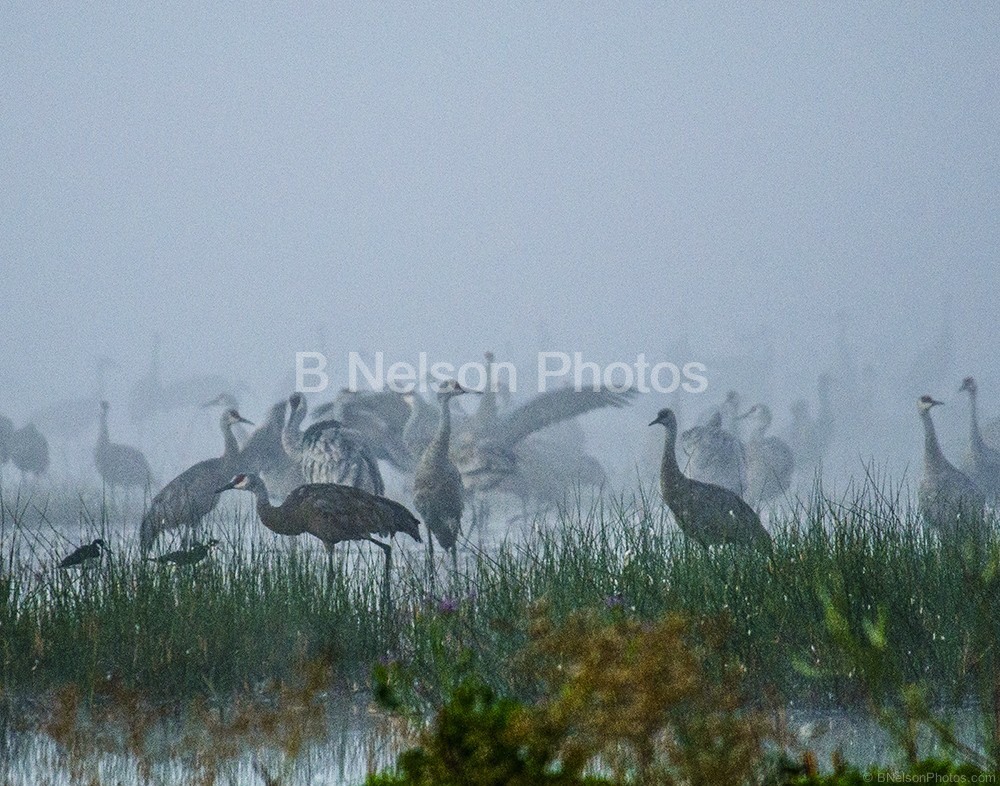 Misty Sandcranes