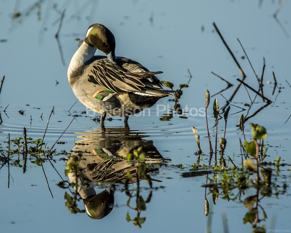 Pintail at CRP preening