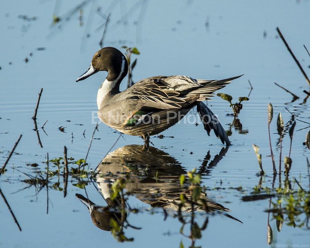 Pintail at CRP