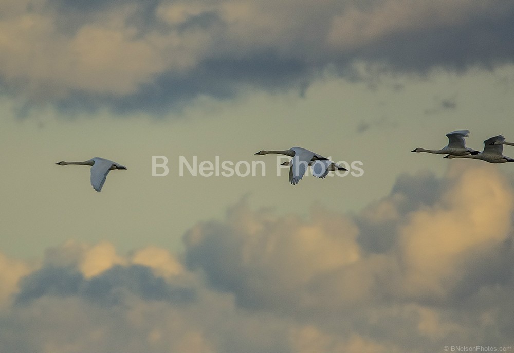 Tundra Swans in flight