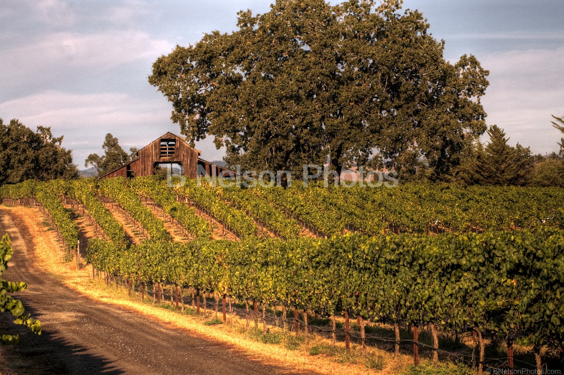 Evening Vineyard  