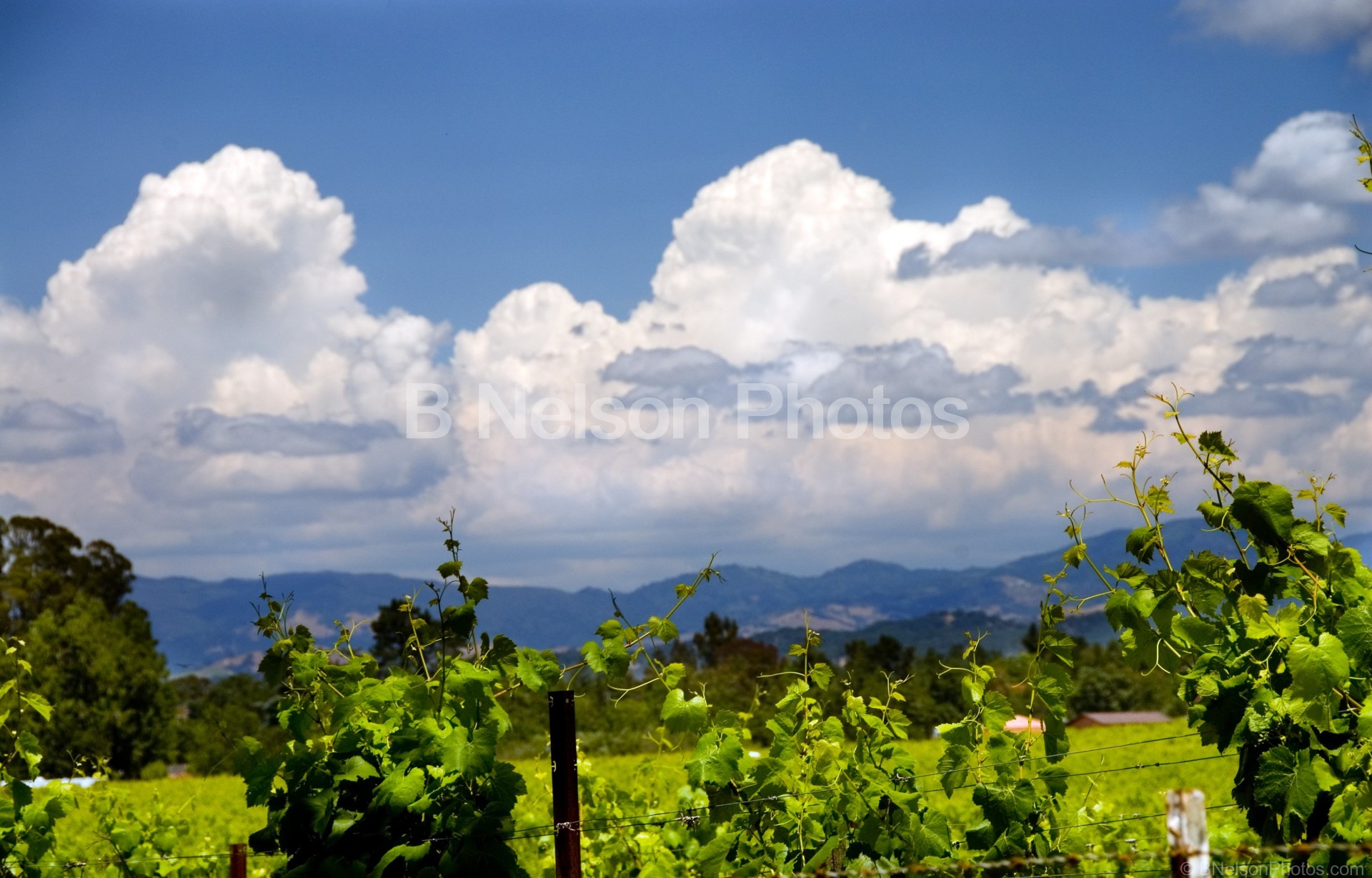 Clouds & Vineyards