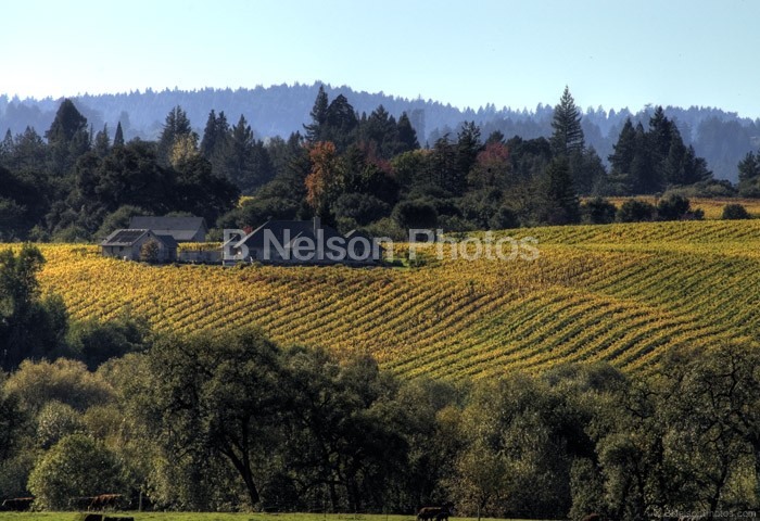 Autumn Vineyard