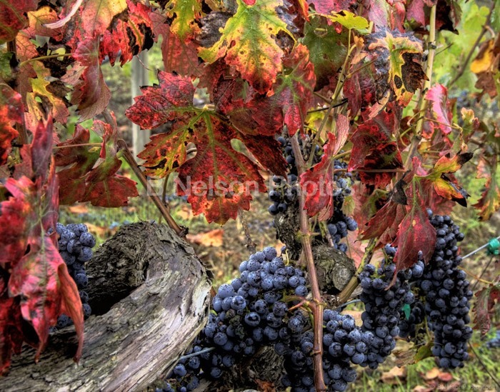 Grapes Ready For Harvest