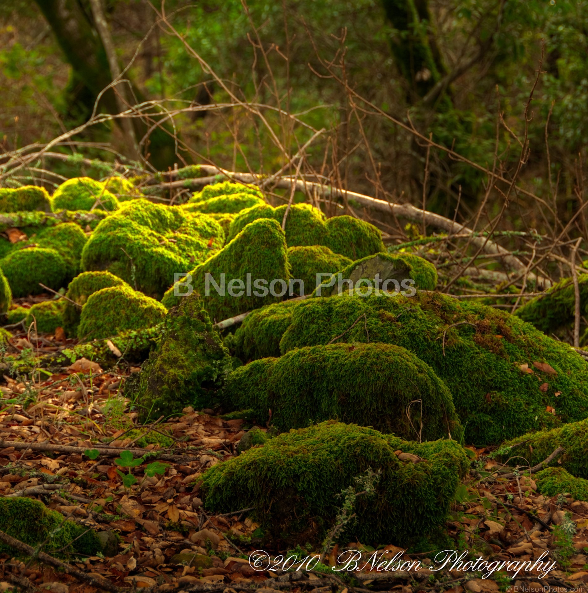 Enchanted Moss Village 